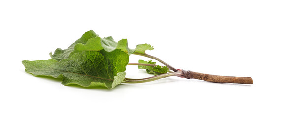 Fresh burdock leaves with roots. - 786627491
