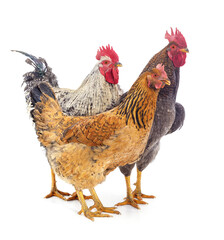Two roosters and a hen. - 786627497