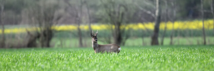 Rehbock lebt beim Bauern auf dem Ackerland in Deutschland. Wildtier Herde in der Rapsblüte...