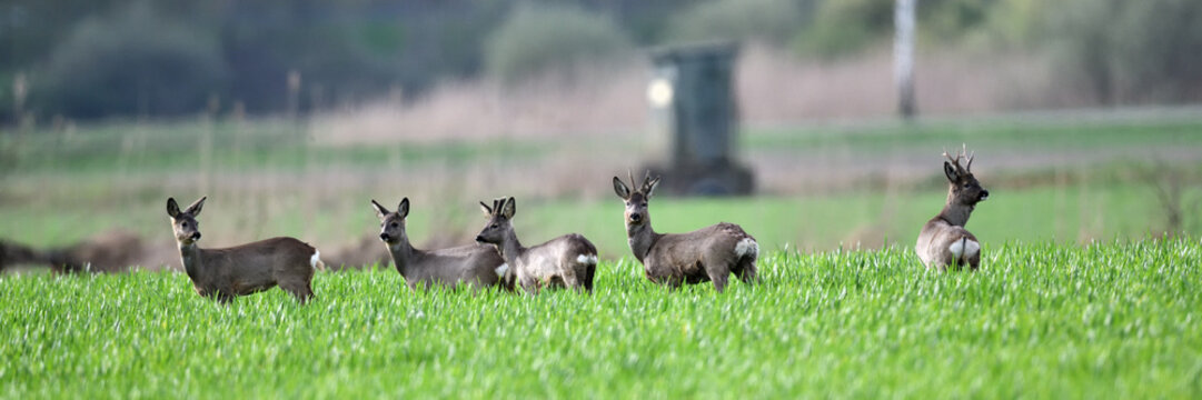 Rehb&ouml;cke leben beim Bauern auf dem Ackerland in Deutschland. Wildtier Herde in der Rapsbl&uuml;te versucht sich zu verstecken oder zu fl&uuml;chten. Jagd Bannerformat.