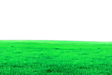 Fototapeta na wymiar Green grass Landscape PNG