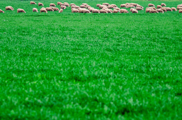 sheep on the green meadow