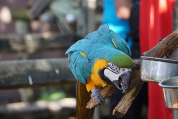 Close Up von einem neugierig blickenden Ara mit bunten blauen und gelben Federn, der auf einem Ast sitzt