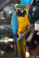 Ein Ara mit bunten blauen und gelben Federn sitzt stolz auf einem Ast