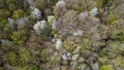 Forêt au printemps vue de haut en drone