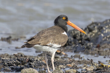 American Oystercatcher (Haematopus palliatus)
