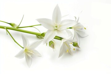 Fototapeta premium a bunch of white flowers on a white surface