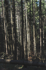 tall coniferous trees in the forest
