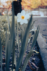 Daffodil in the garden. White narcissus flower in the spring. Springtime nature. Blossom flower. White small flower in bloom. April nature. Floral background. Nature in details.  - 786636410