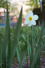 Daffodil in the garden. White narcissus flower in the spring. Springtime nature. Blossom flower. White small flower in bloom. April nature. Floral background. Nature in details.  - 786636412