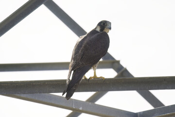 Peregrine Falcon (Falco peregrinus)