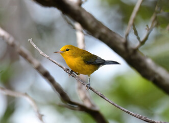 Prothonotary Warbler (Protonotaria citrea)