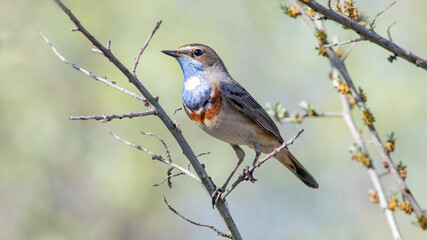 robin on a branch