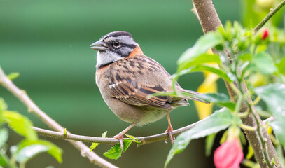  Rufous-collared Sparrow (Zonotrichia capensis)