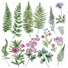 Whimsical watercolor botanical illustrations of ferns and foliage, suitable for branding, packaging, and decorative art prints.
