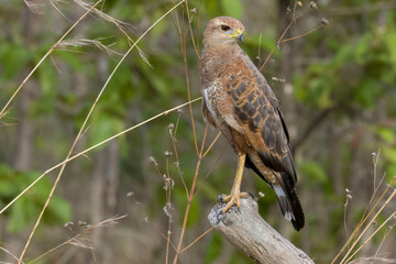 Savanna Hawk (Buteogallus meridionalis)