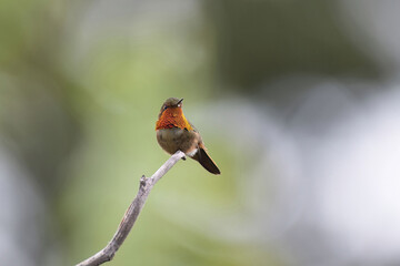 Obraz premium Scintillant Hummingbird (Selasphorus scintilla)