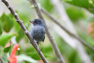 Slaty Flowerpiercer (Diglossa plumbea)