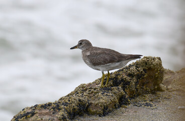 Surfbird (Calidris virgata)
