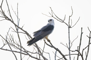 White-tailed Kite (Elanus leucurus)
