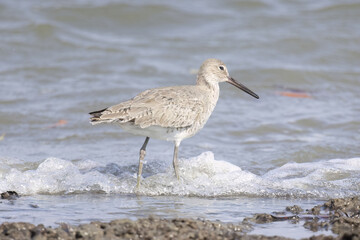 Willet (Tringa semipalmata)