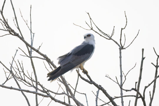 White-tailed Kite (Elanus leucurus)
