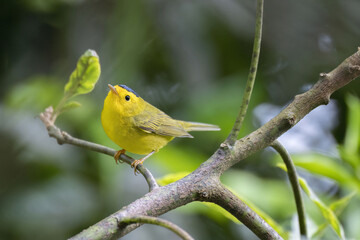 Obraz premium Wilson's Warbler (Cardellina pusilla)