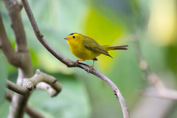 Wilson's Warbler (Cardellina pusilla)