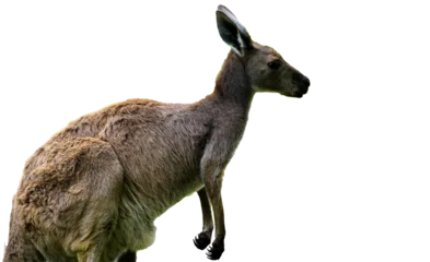 Foto op Plexiglas  western grey kangaroo (Macropus fuliginosus), isolated on white background © Jrs