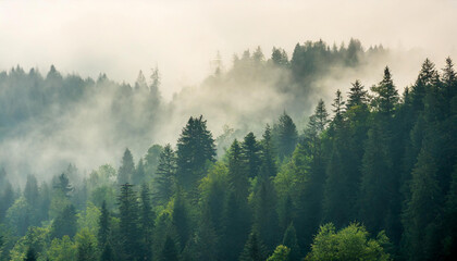 A forest filled with trees covered in fog and smoky in haze - obrazy, fototapety, plakaty