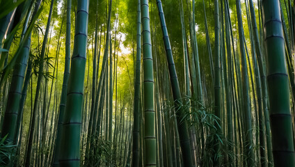 Stunning bamboo grove in Japan growth