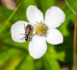 black and red beetle on a white flower