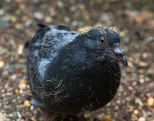 close up of a pigeon
