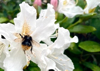 bee on a flower