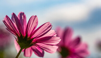 blurry image of pink and purple flowers on a white background with a light blue sky in the background. - Powered by Adobe