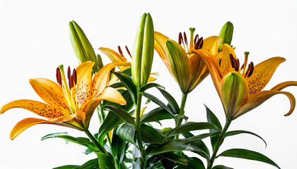 Elegant blooming lilies with buds, cut out isolated on a white background