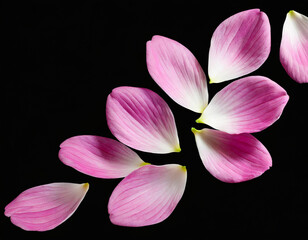 flying pink petals isolated on background cutout