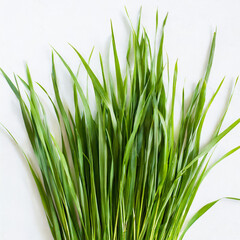 Obraz premium Fresh green cut wild grass isolated on white background and texture, top view