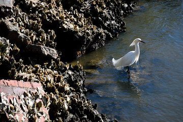 White Egret at the river's edge