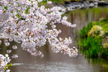 中島公園の桜（北海道札幌市中央区）
