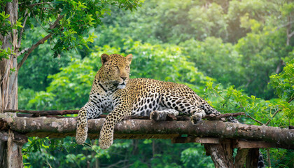 leopard laying on top of a tree branch in front of a lush green forest filled with lots of trees.