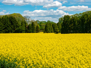 Obraz premium 安平町の菜の花畑（北海道勇払郡安平町）