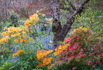 Nature takeover in a bedhead garden: bluebells and other spring  flowers grow outside the...