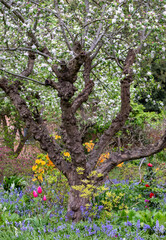 Nature takeover in a bedhead garden: bluebells and other spring  flowers grow outside the historical walled garden near Long Meadow at Eastcote House Gardens, Eastcote Hillingdon, UK. 