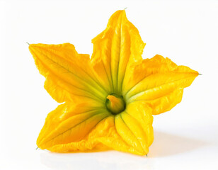 Yellow pumpkin or zucchini flower isolated on a white background.