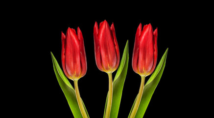 red tulip flowers on black background