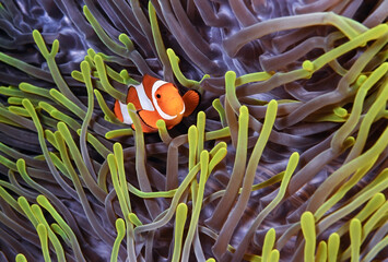 Clownfish, Amphiprion ocellaris, hiding in host sea anemone Heteractis magnifica, Raja Ampat, Papau, Indonesia    