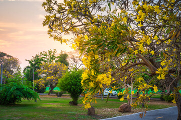 Beautiful blooming Yellow Golden trumpet tree or Tabebuia aurea roadside of the Yellow that are...