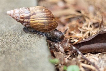 Close-up of a snail moving from asphalt to dry grass. Change of environment. Concept of patience.