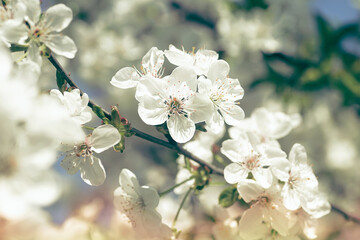 Blooming of cherry flowers in spring time with green leaves. Cherry blossoms bloom on a spring day.